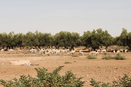 Vente d'huile D'Argan